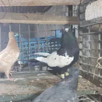 کبوتر سینه ای درشت