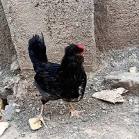 خروس سیاه چهل تاژ