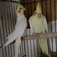 جفت عروس هلندی مولد