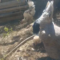 تخم مرغ نطفه دار گلین|حیوانات مزرعه|تویسرکان, |دیوار