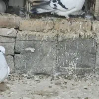 یک عددشامی نر|پرنده|مسجد سلیمان, |دیوار