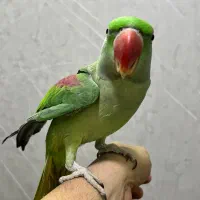 شاه طوطی کاملا دستی|پرنده|تهران, دریا|دیوار