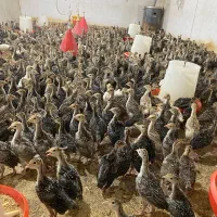 پرورش بوقلمون آداک - جوجه بوقلمون یکماهه