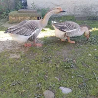 تخم نطفه دار قوغاز