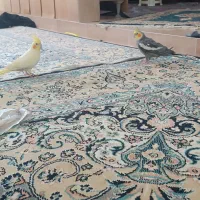 جفت عروس هلندی دستی|پرنده|مشهد, قائم|دیوار