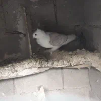 کبوتر دوکت نوک ریز|پرنده|لنده, |دیوار