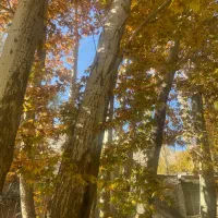 فروش درخت چوب کبوده|گل و گیاه طبیعی|خوانسار, |دیوار