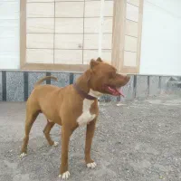 پیتبول نر جهت کشش|سگ|کرمان, |دیوار