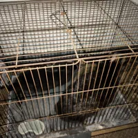 خرگوش|موش و خرگوش|بندرعباس, |دیوار