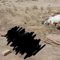 دوتا بز