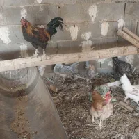 تخم نطفه دار برهما و گلین|حیوانات مزرعه|شهرضا, |دیوار