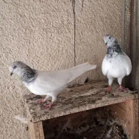 یک جفت شیخ