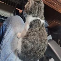 بچه گربه|گربه|رشت, کوی جام جم|دیوار