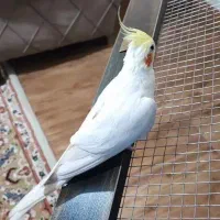 عروس هلندی نر|پرنده|کرج, باغستان|دیوار
