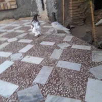 کله قرمز|پرنده|ایرانشهر, |دیوار