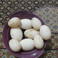 غاز محلی و اردک محلی|حیوانات مزرعه|مشگین شهر, |دیوار