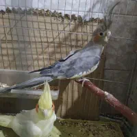جوجه و جفت