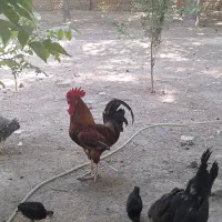 خروس جوان آوازخوان رسمی
