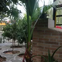 کاج لاوسون و درختچه پالم|گل و گیاه طبیعی|رحیمآباد, |دیوار