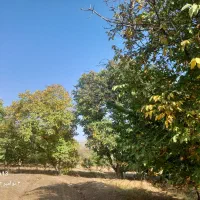 زمین|فروش زمین و ملک کلنگی|ضیاء آباد, |دیوار