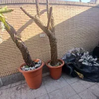 درخت گل طبیعی