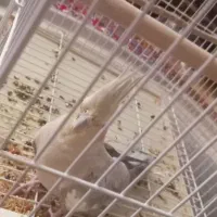 عروس هلندی|پرنده|کرج, شهرک فهمیده|دیوار