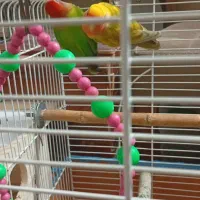 طوطی برزیلی نروماده|پرنده|آستانه اشرفیه, |دیوار