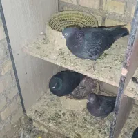 کفتر لوت درجه یک