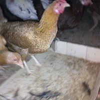 مرغ و خروس|حیوانات مزرعه|نیمروز, |دیوار