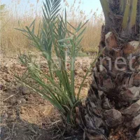 دمیت گنتار و خنیزی