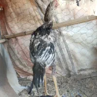 جوجه خروس|حیوانات مزرعه|ایرانشهر, |دیوار