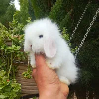 خرگوش لوپ Angle|موش و خرگوش|سنندج, |دیوار