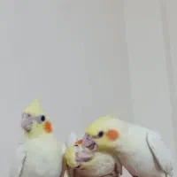 فروش عروس هلندی دستی با طوطی برزیلی دستی|پرنده|عسلویه, |دیوار