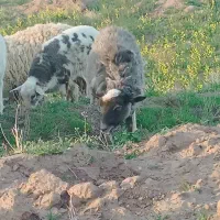 بره ماده ی رومانف از نسل چند قلوزا