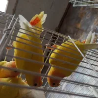 طوطی کوتوله برزیلی|پرنده|رفسنجان, |دیوار