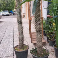 نخل ماداگاسکار یک متری .افوربیا چند شاخه وپر