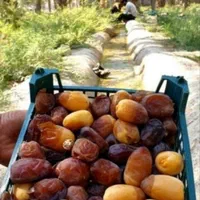 رطب تازه جنوب -رطب خرما کبکاب بوشهر خشت|خوردنی و آشامیدنی|تهران, شیراز|دیوار