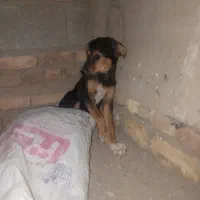 سگ ژرمن