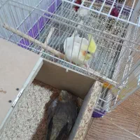 جفت عروس هلندی|پرنده|فیروزه, |دیوار