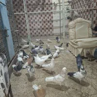 بار جدید کبوتر پرشی|حیوانات|سراب, |دیوار