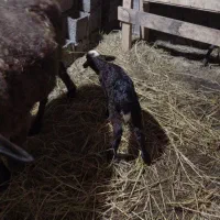 گوسفند رومانف و لاکون|حیوانات مزرعه|کیاشهر, |دیوار