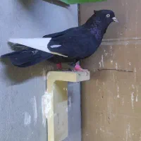 کبوتر رنگی|پرنده|اهواز, شهرک دانشگاه|دیوار