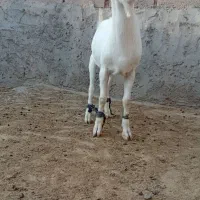 بزسانن بزغاله اصل|حیوانات مزرعه|خواف, |دیوار