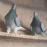 ماده خرقه ذره ایی باغشایی|پرنده|اصفهان, شهید رجایی|دیوار