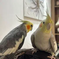 عروس هلندی|پرنده|نوشهر, |دیوار