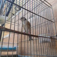 جوجه سهره قناری