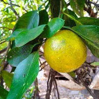 نارنج سردرختی