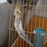 عروس هلندی بالغ نر