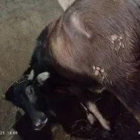 بالاخ|حیوانات مزرعه|سراب, |دیوار