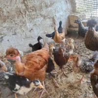 جوجه، اردک، غاز  ، کاکلی